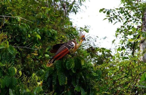 Eco Jungle - 3 Days / 2 Nights