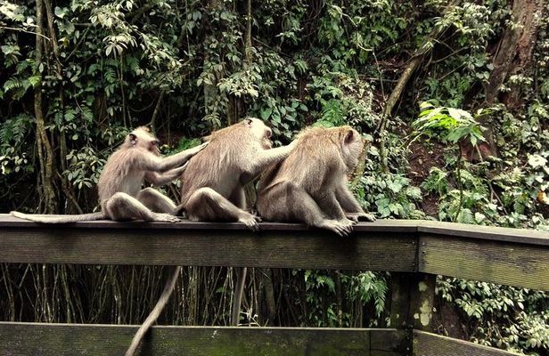 Ubud Surounding Tour