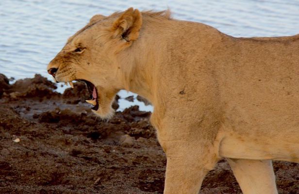 2 Days Safari Tsavo East