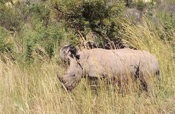 Full-Day Pilanesberg National Park Safari from Johannesburg