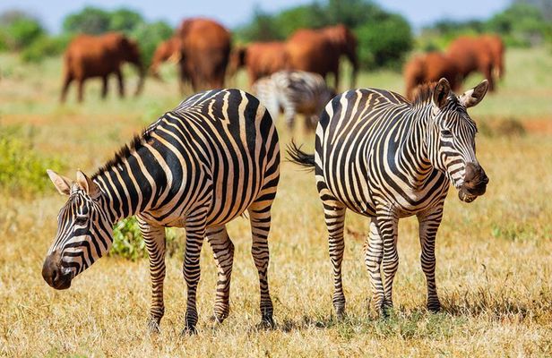 2-Day Ultimate game viewing at Tsavo East National Park