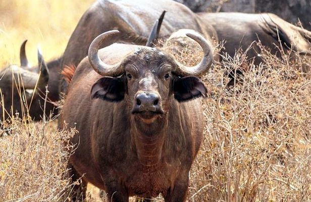 2-Day Tsavo East NP Joining Safari