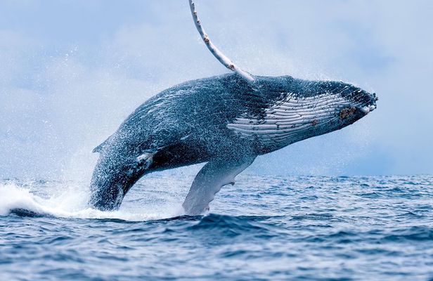 From Ma'alaea Harbor: Whale Watch Cruise Aboard the Malolo