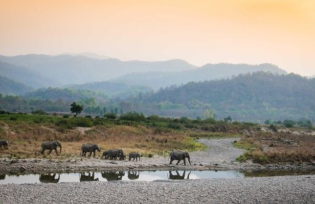 2N Jim Corbett National Park (Dhikala Zone)