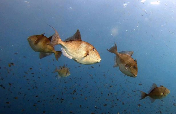 Diving baptism in the Marine Reserve of Cabo Tiñoso