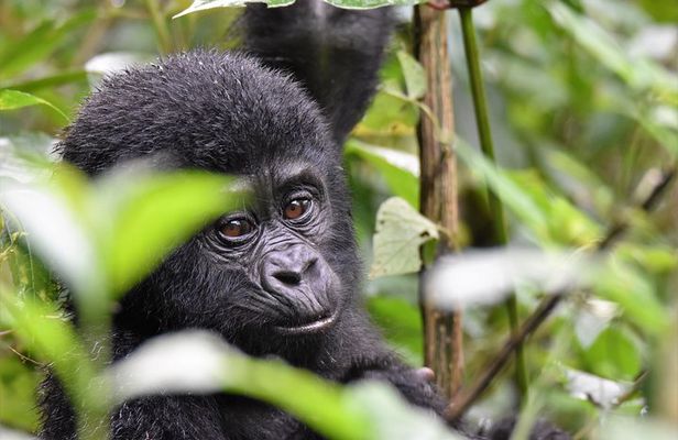1 day Mountain Gorilla Trekking Safari Uganda