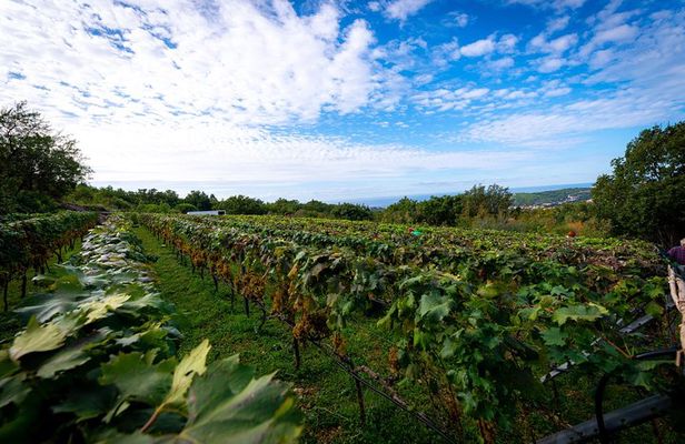 Olive farm & village