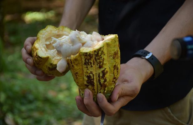 Rainforest Chocolat & La Fortuna Waterfall Adventure