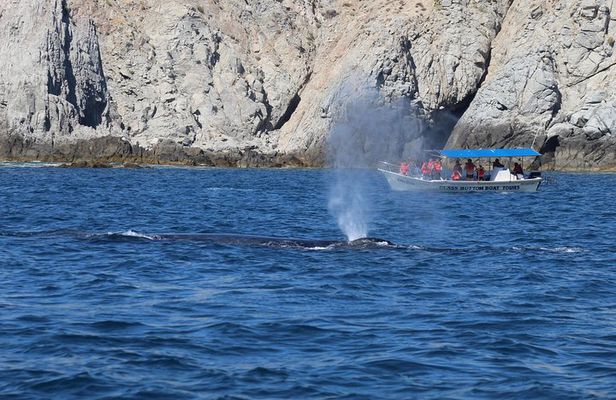 Whale Watching Shared Tour