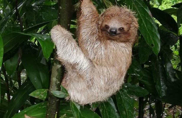 Sloths in their natural habitat & Blue river waterfall