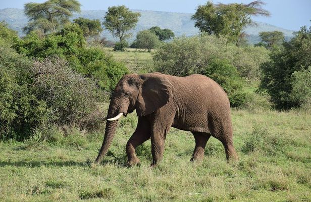 Serengeti Day Trip Safari From Mwanza Tanzania