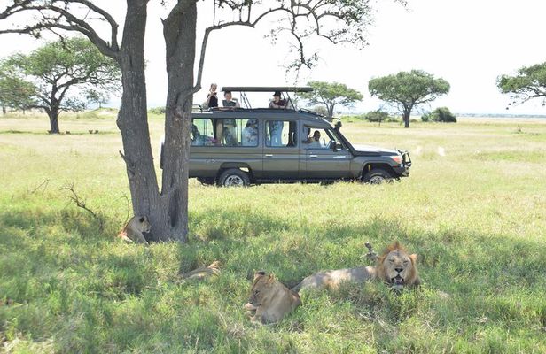 Amazing 2 Days Safaris To Serengeti From Mwanza Tanzania