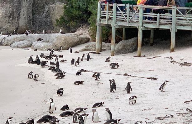Boulders beach penguins and Wine tasting full day tour