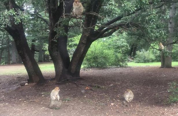 fes to middle atlas day trip