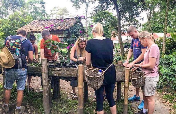 Immersive Coffee Farm Experience at Finca El Ocaso from Salento