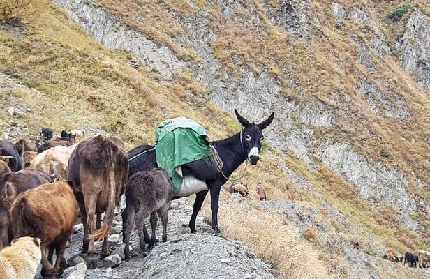 Kazbegi MOUNTAIN Tour (GLORY OF THE NATURE) + MANY NEW LOCATIONS