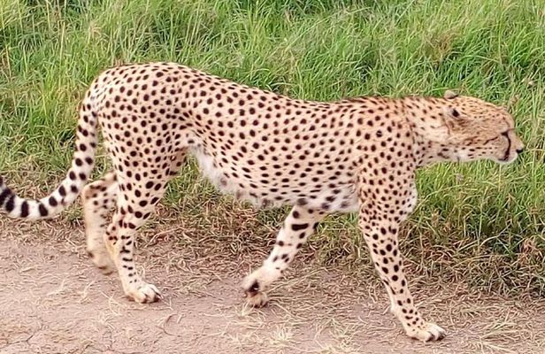 2 days maasai mara flying safari