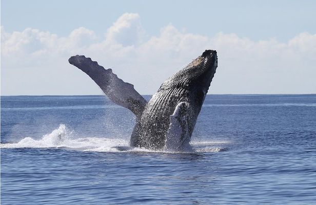 Whale Watch Cruise Aboard The Majestic by Atlantis Cruises