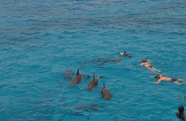 Dolphin House sea trip