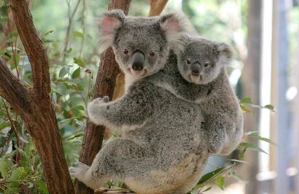 Brisbane River Cruise with entry to Lone Pine Koala Sanctuary