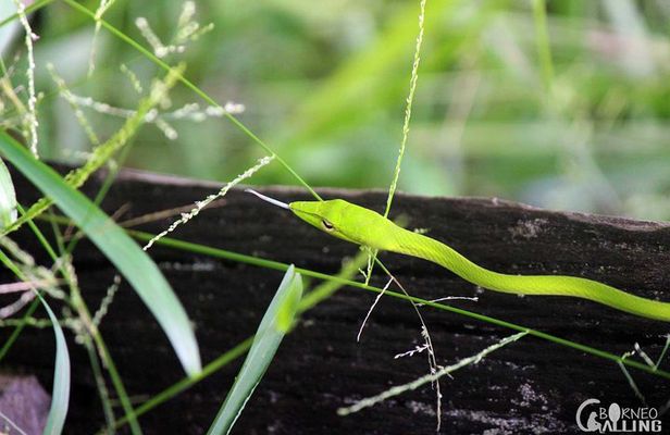 Borneo Kinabatangan River Cruise Day Trip