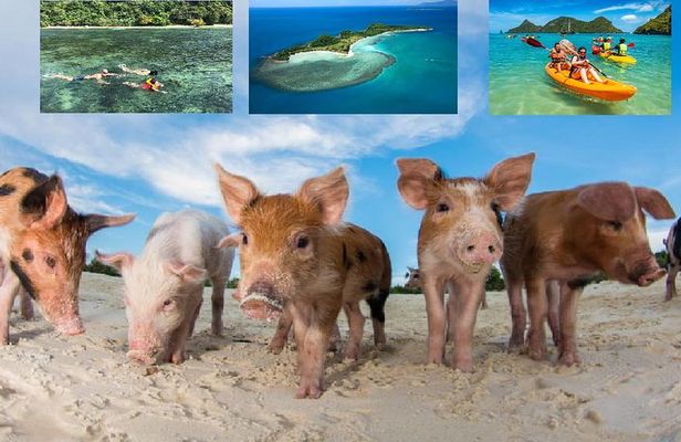 Pig Island Experience By Speed Boat, Snorkeling, Kayaking Relaxing on the Beach