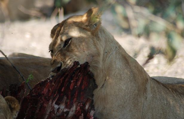 4 Days Tanzania Camping Safari from Mwanza to Serengeti & Ngorongoro Crater