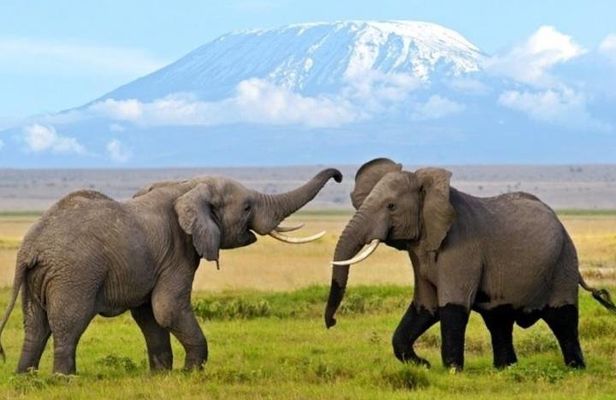 3 Days 2 Nights Amboseli Safari