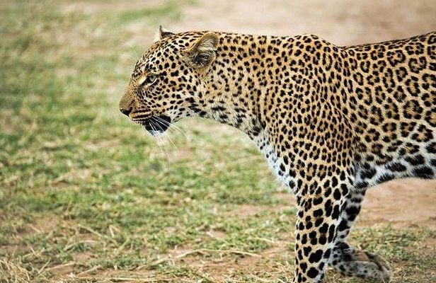 9 days, 8 nights budget Kenya and Tanzania safari