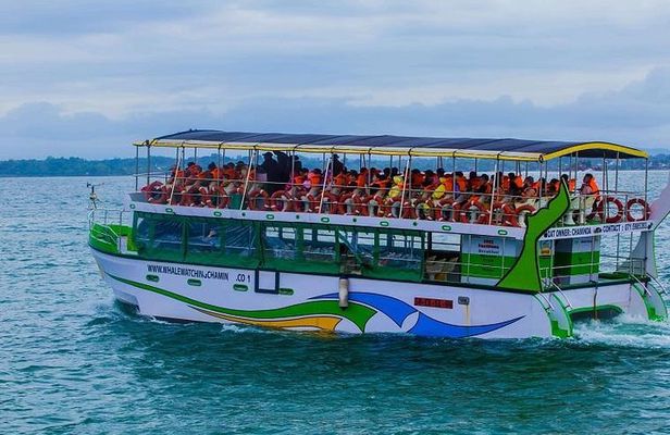 Whales & Dolphin Watching Day Tour including Handunugoda Teafactory