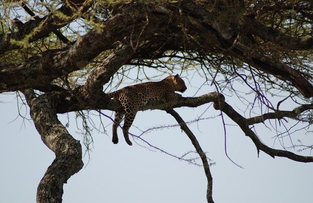 5 Days Tanzania Safari from Mwanza to Arusha