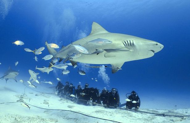 Bull Shark Extreme - 1tank /Only for Certified Divers