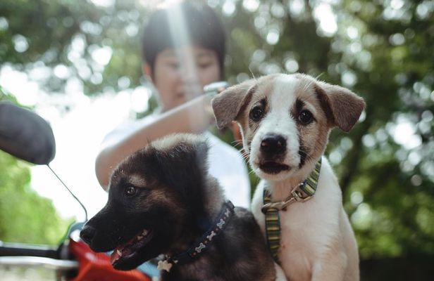 Rescue P.A.W.S. Day Visit 