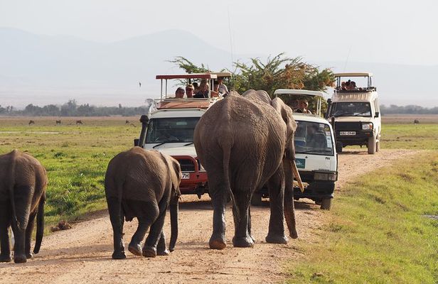 Amboseli National Park Full Day Guided Tour