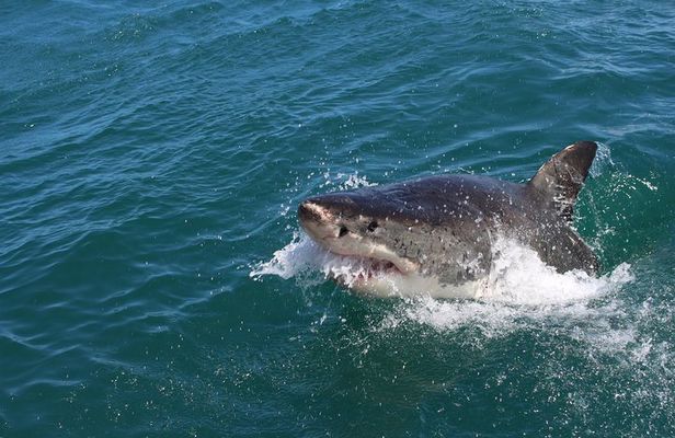 Shark Cage Diving Tour from Cape Town