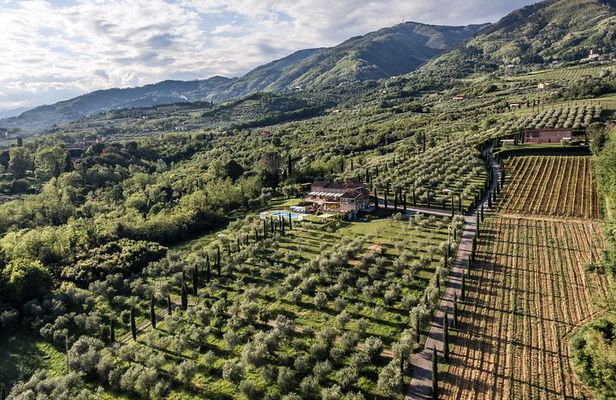 Wine and olive oil tasting & farm tour