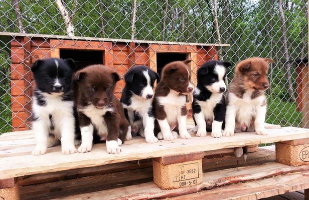 Dog Cart Tour and Puppy Cuddles 