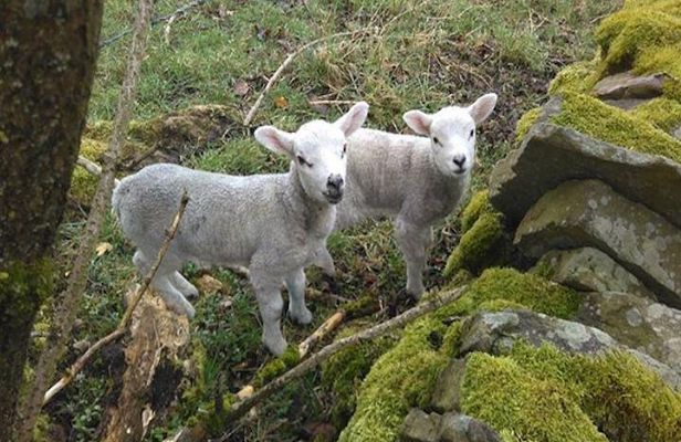 Herriot and Yorkshire Dales Day Trip from York