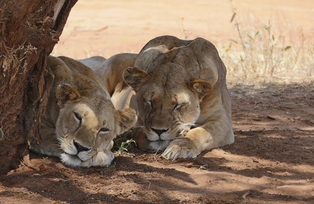 4days masai mara - Lake nakuru 4x4 land cruiser jeep safari