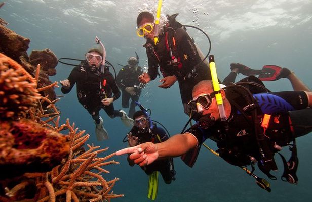 Scuba Diving For Beginners
