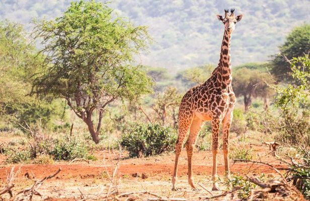 Affordable Short Tanzania Safari (2 Days Camping Safari)