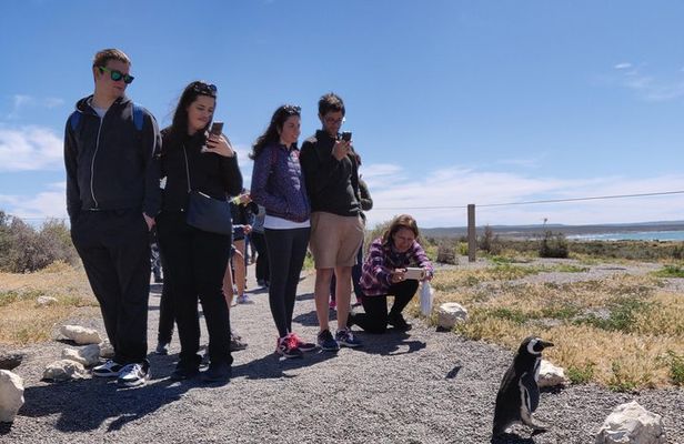 Cruise Shore Excursion Punta Tombo - From Puerto Madryn Patagonia