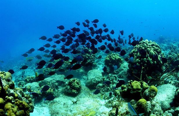 Island Boat Tour in and around the stunning waters of the British Virgin Islands