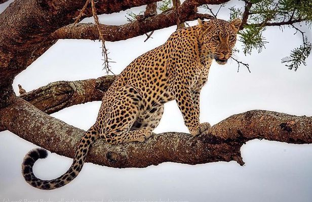 1 Day Tanzania Wildlife Safaris in Tarangire National Park