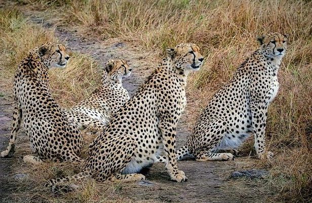 1 Day Tanzania Wildlife Safaris in Tarangire National Park