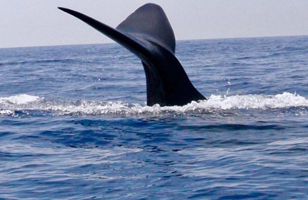 Immersive dolphin and whale watching mission on a secret boat – Trincomalee