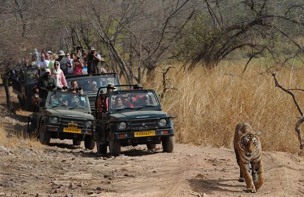 8 Days Delhi Agra Ranthambore Udaipur Jaipur Delhi Private Tour