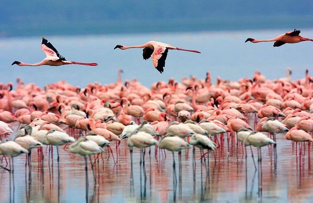 Lake Nakuru Day Trip From Nairobi