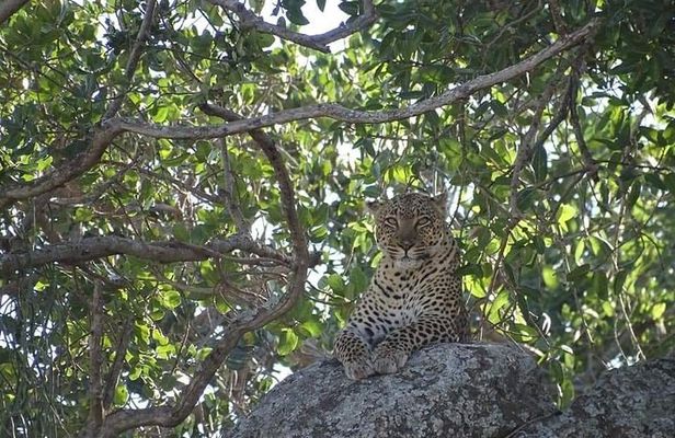 4-Day Safari from Arusha: Tarangire, Serengeti and Ngorongoro