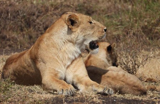 3-day safari to Serengeti National Park